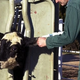 A young cow is injected with penicillin at a farm that supplies Burger King.